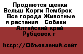 Продаются щенки Вельш Корги Пемброк  - Все города Животные и растения » Собаки   . Алтайский край,Рубцовск г.